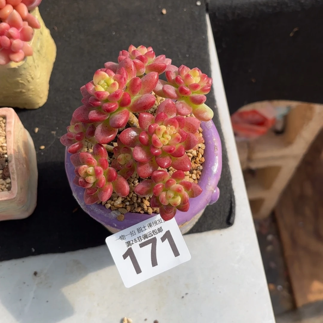 香格里拉无盆土发货