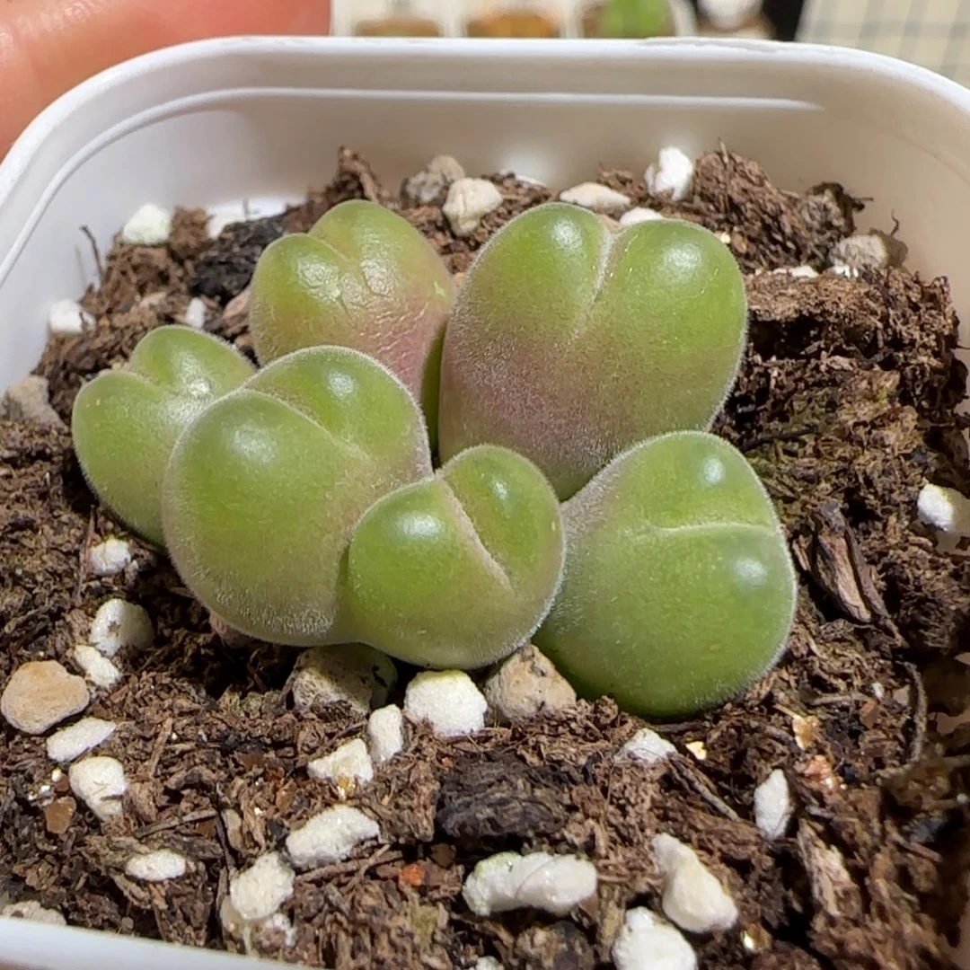 肉锥多肉植物组合-短毛翠滴1755