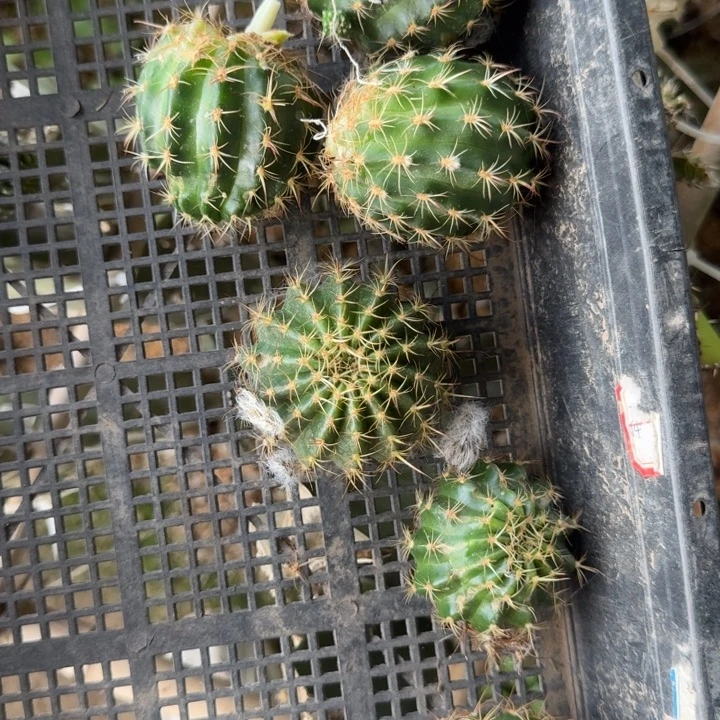 201虫咬丽花137歪4公分左右无根侧牙，20包邮