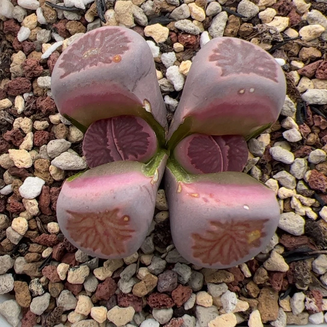 紫菊 多肉植物多肉植物