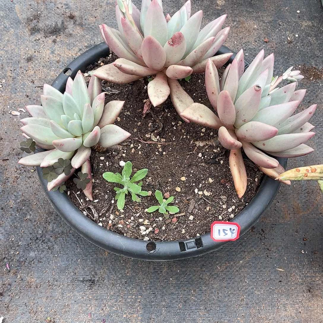 154桃花源 一物一拍多肉