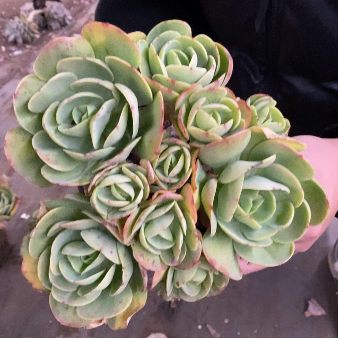 鸡蛋碧桃多头群生老桩