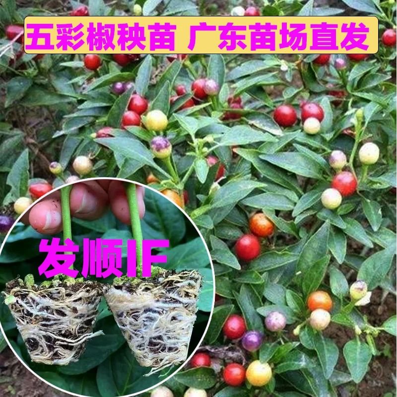 【顺丰包邮】五彩辣椒苗带土五彩泡椒灯笼椒苗食用观赏四季阳台盆栽