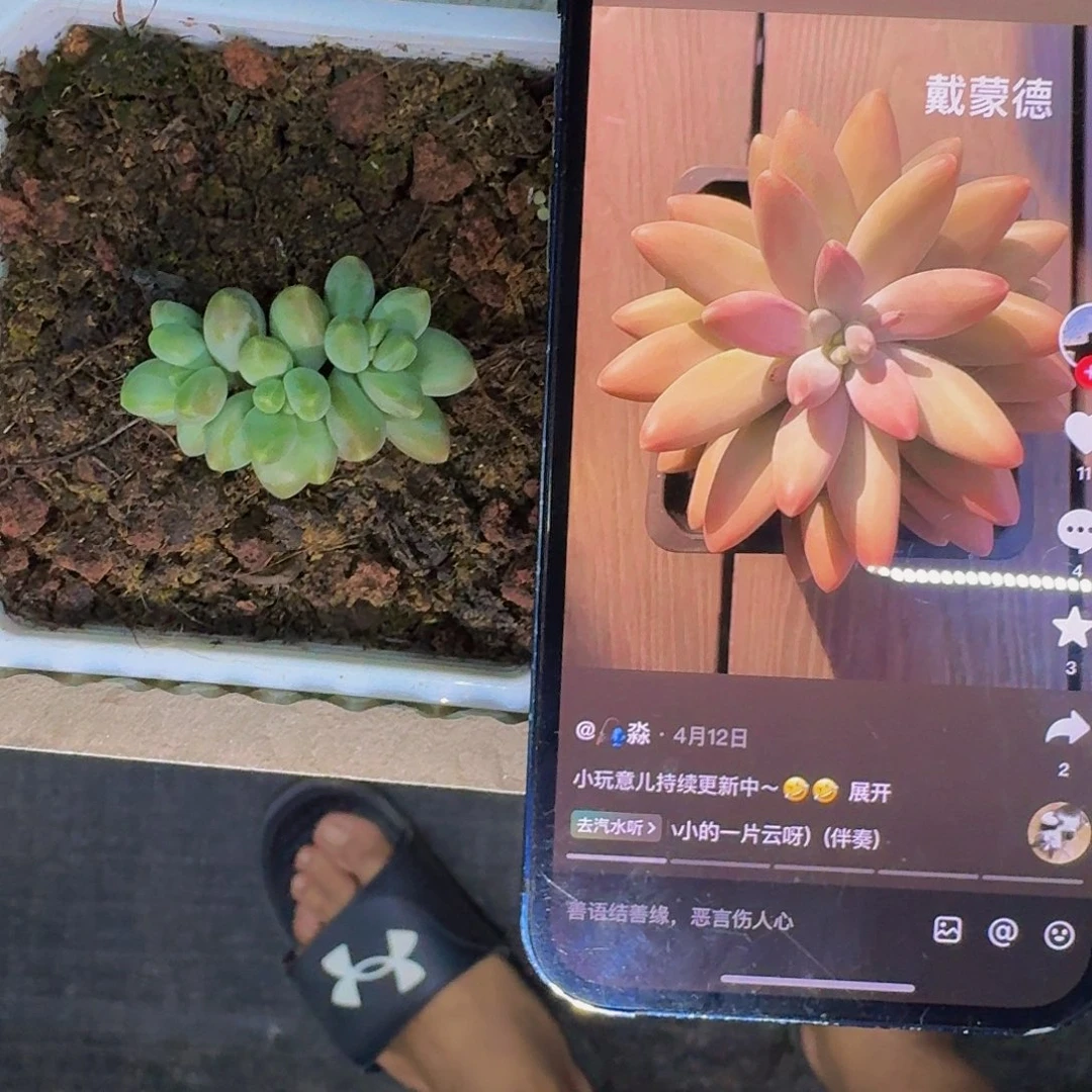 戴蒙德 3头 一物一拍