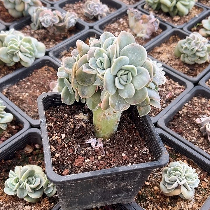 可爱玫瑰群生缀化