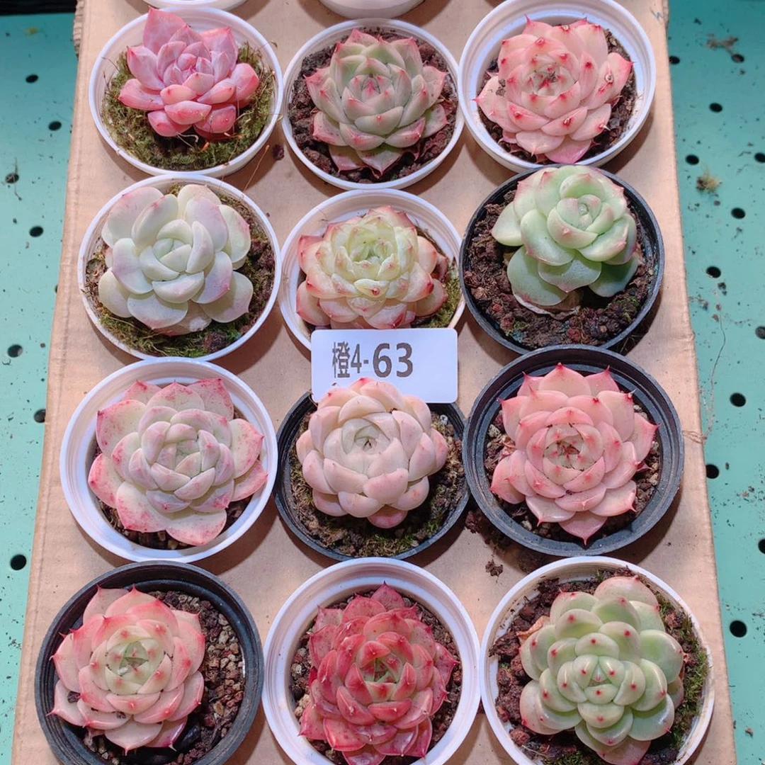 4-63一物一拍多肉带盆18颗