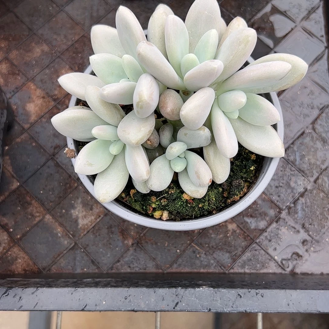 【闪购商品】原始鱼