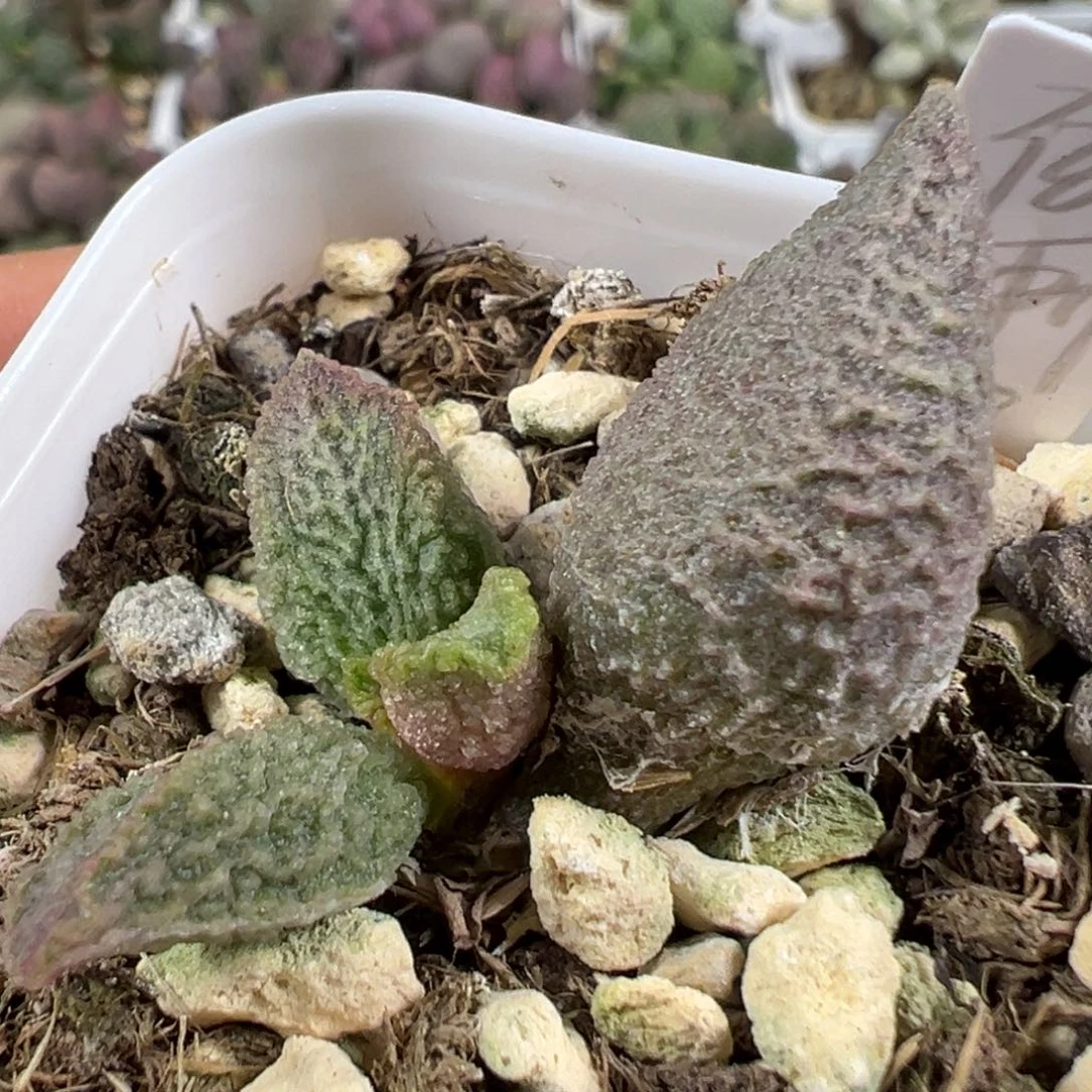 w倒刺款实生新品多肉植物