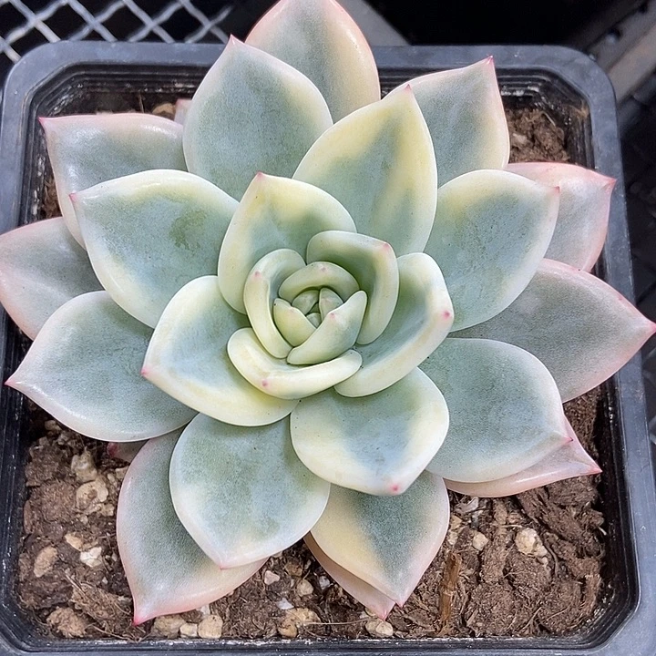 伊丽莎白锦多肉植物