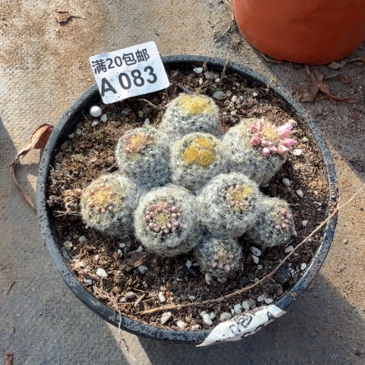 满20包邮，83球群生12厘米