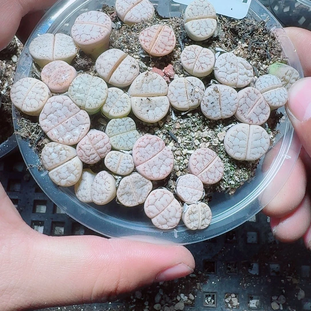 144 多肉植物多肉植物