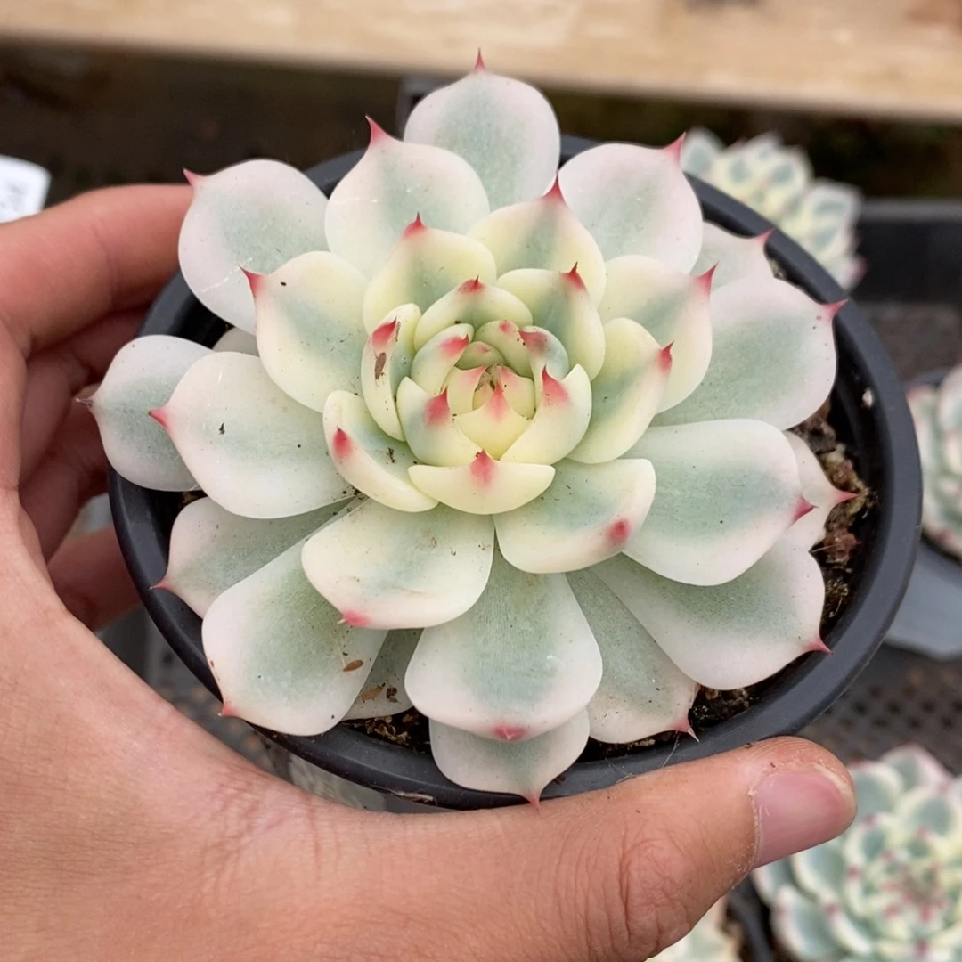吉娃娃锦多肉植物7841