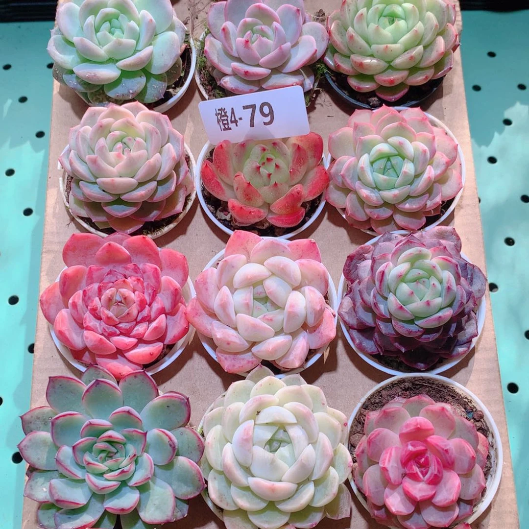 4-79一物一拍多肉带盆18颗