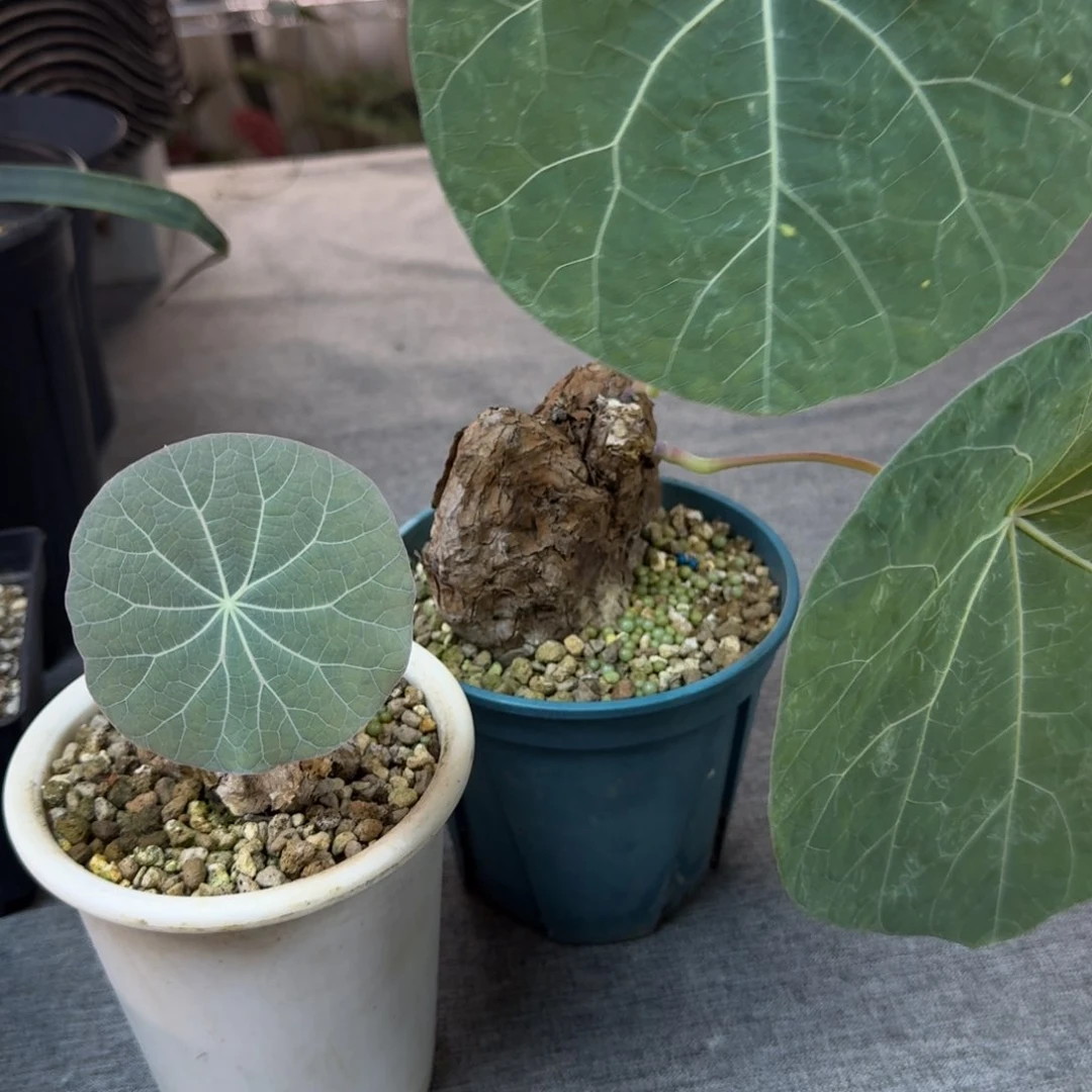 J***e两颗一叶龟呵呵呵呵