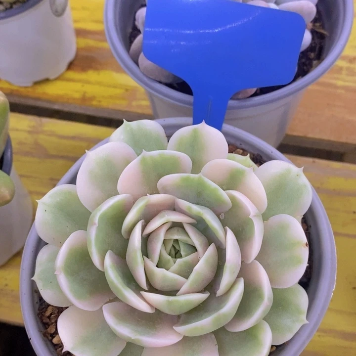 开心多肉，周末场，不做对比，拍冷链接包黑腐