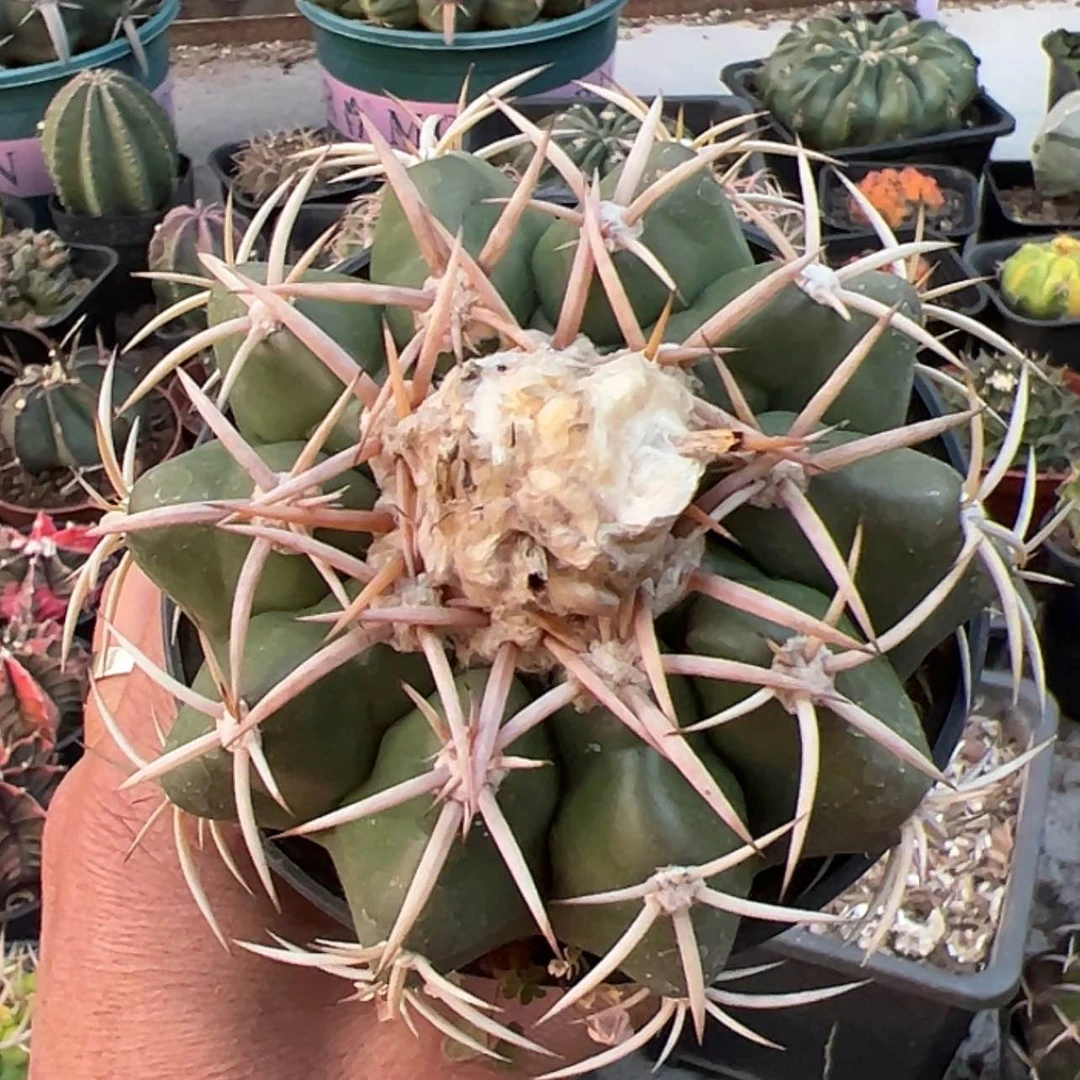 【闪购商品】实生仙人球