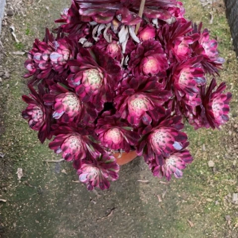 多肉植物铜壶白锦