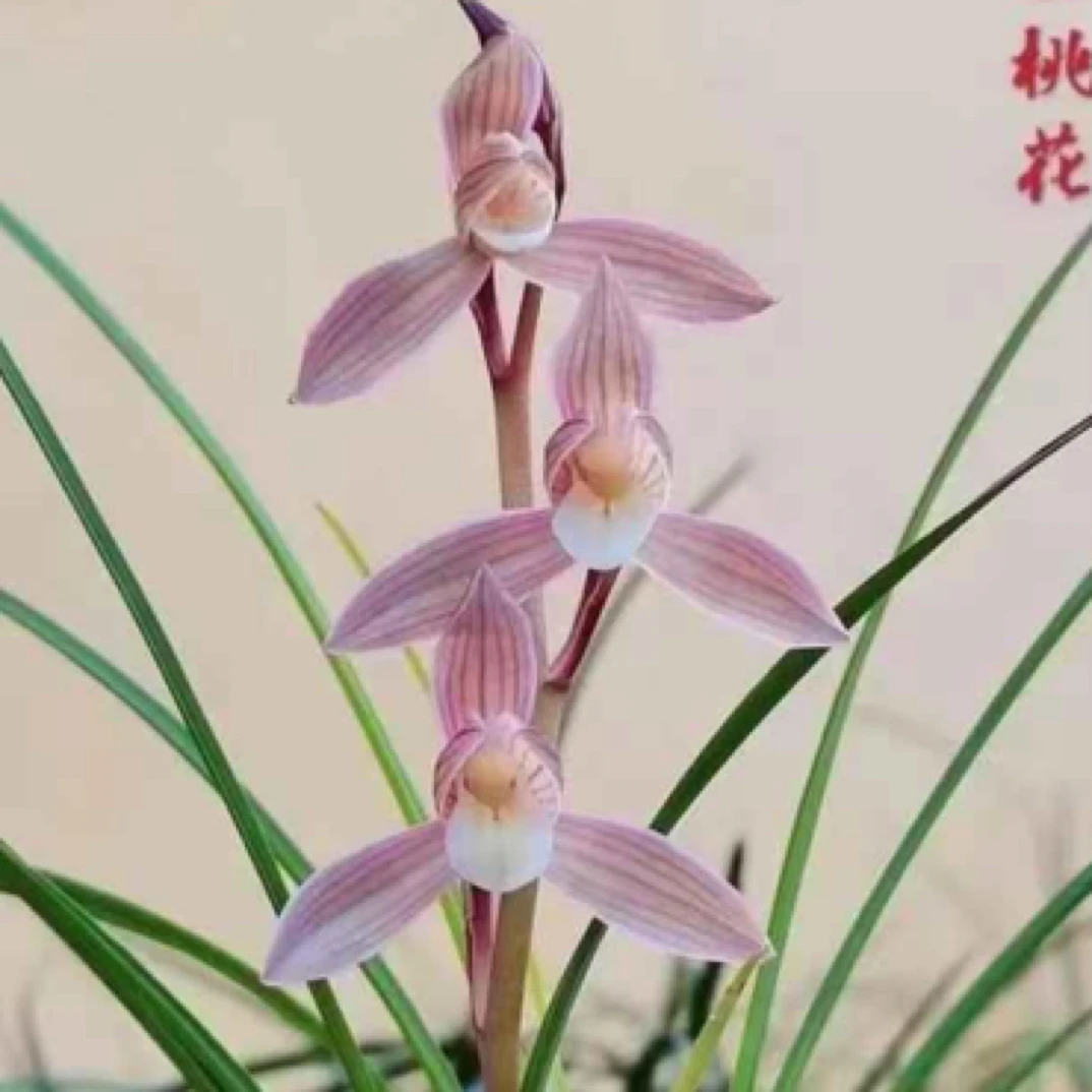 （人面桃花）莲瓣兰名品 老种3苗 开花浓香，好养意活 对版