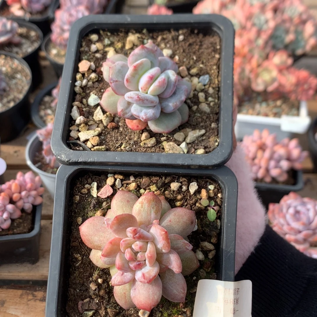拉丝锦星影石化 两颗