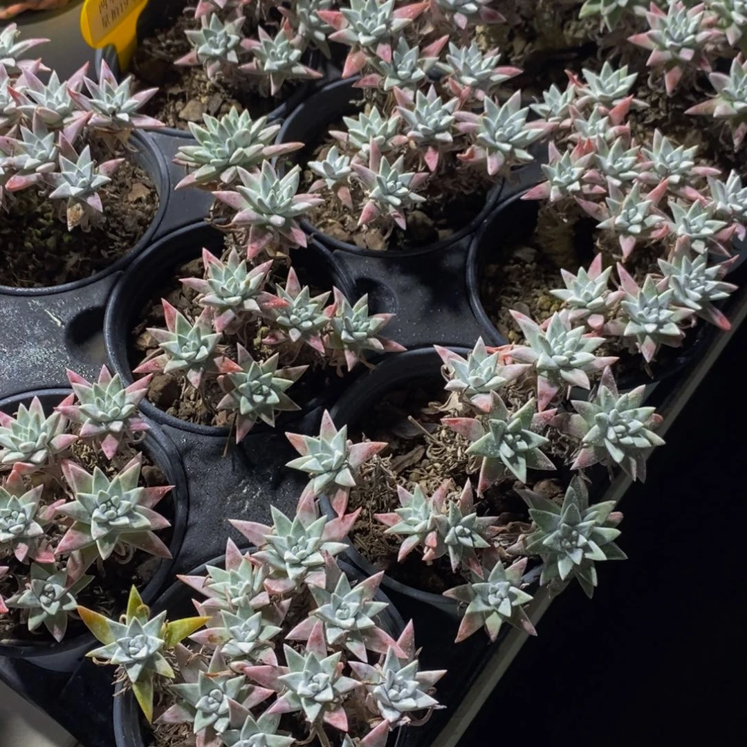 量拍19号 精品母本老桩白菊多头群一个