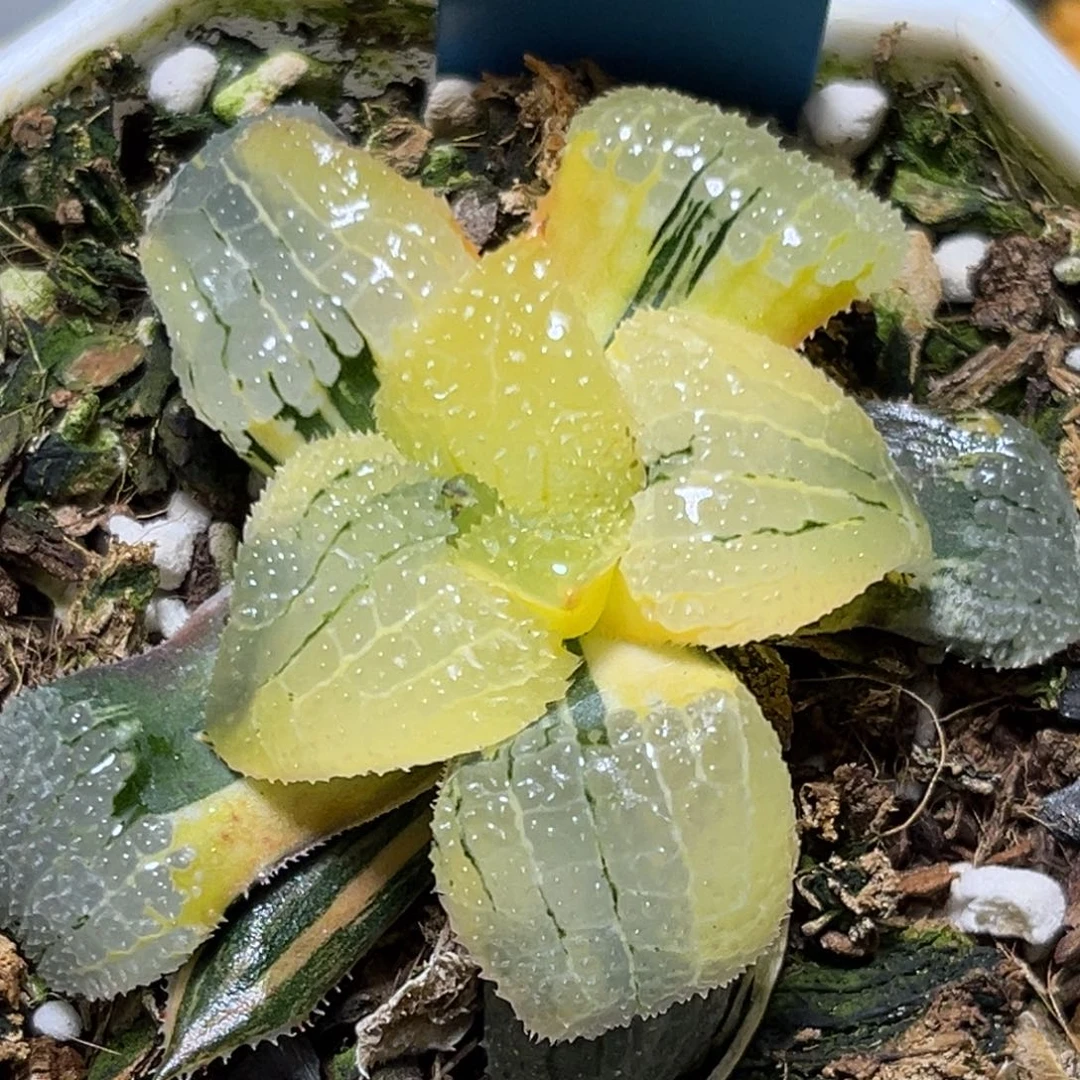 恭喜发财大吉大利540