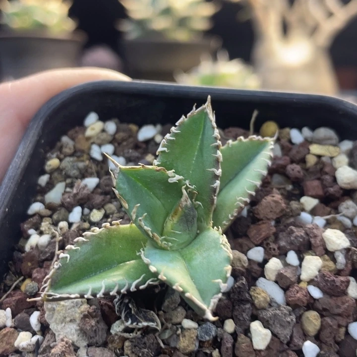 【闪购商品】于*童白豪刺。