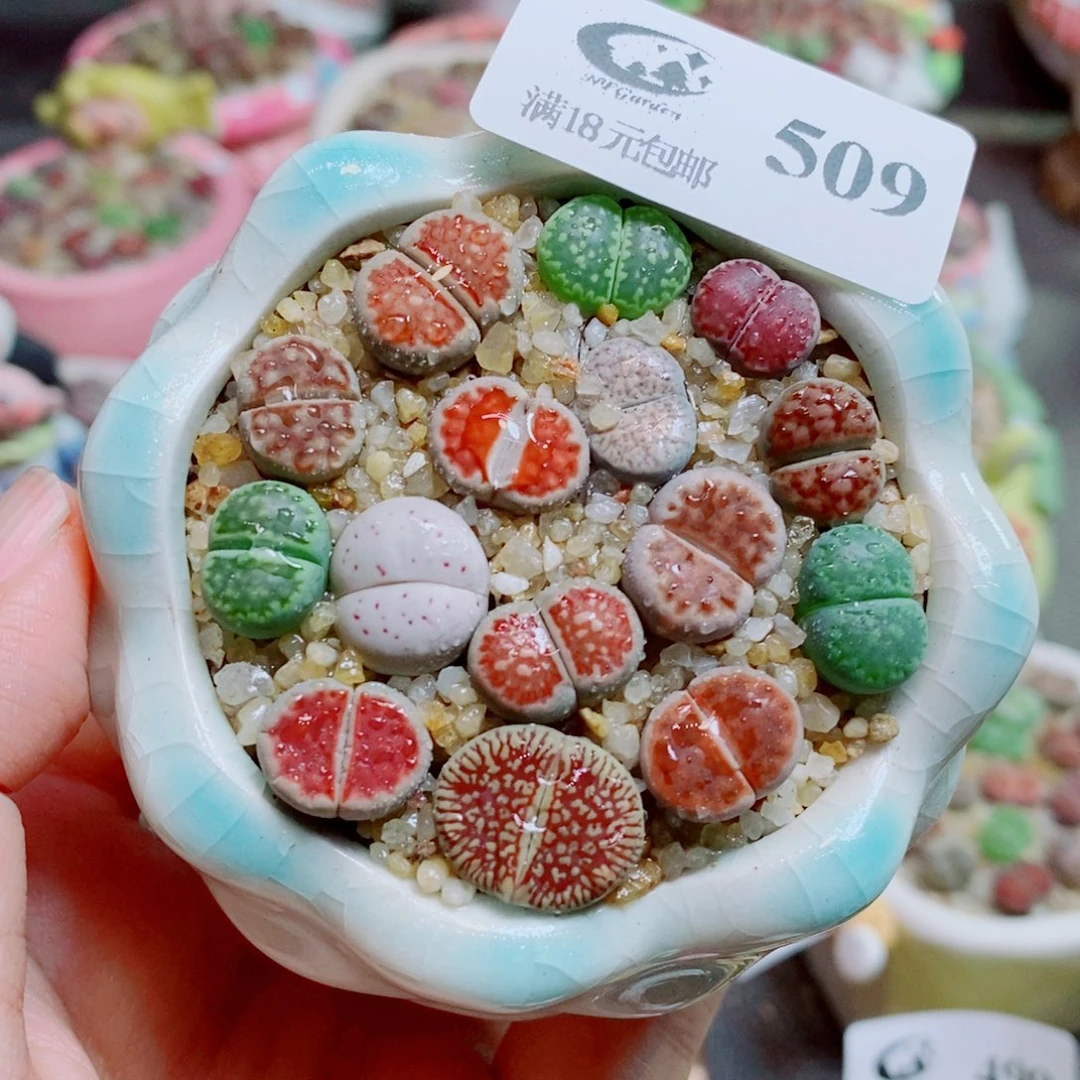 生石花花花花开了509