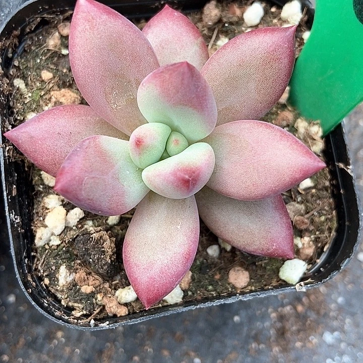 多肉植物赫菲虞869