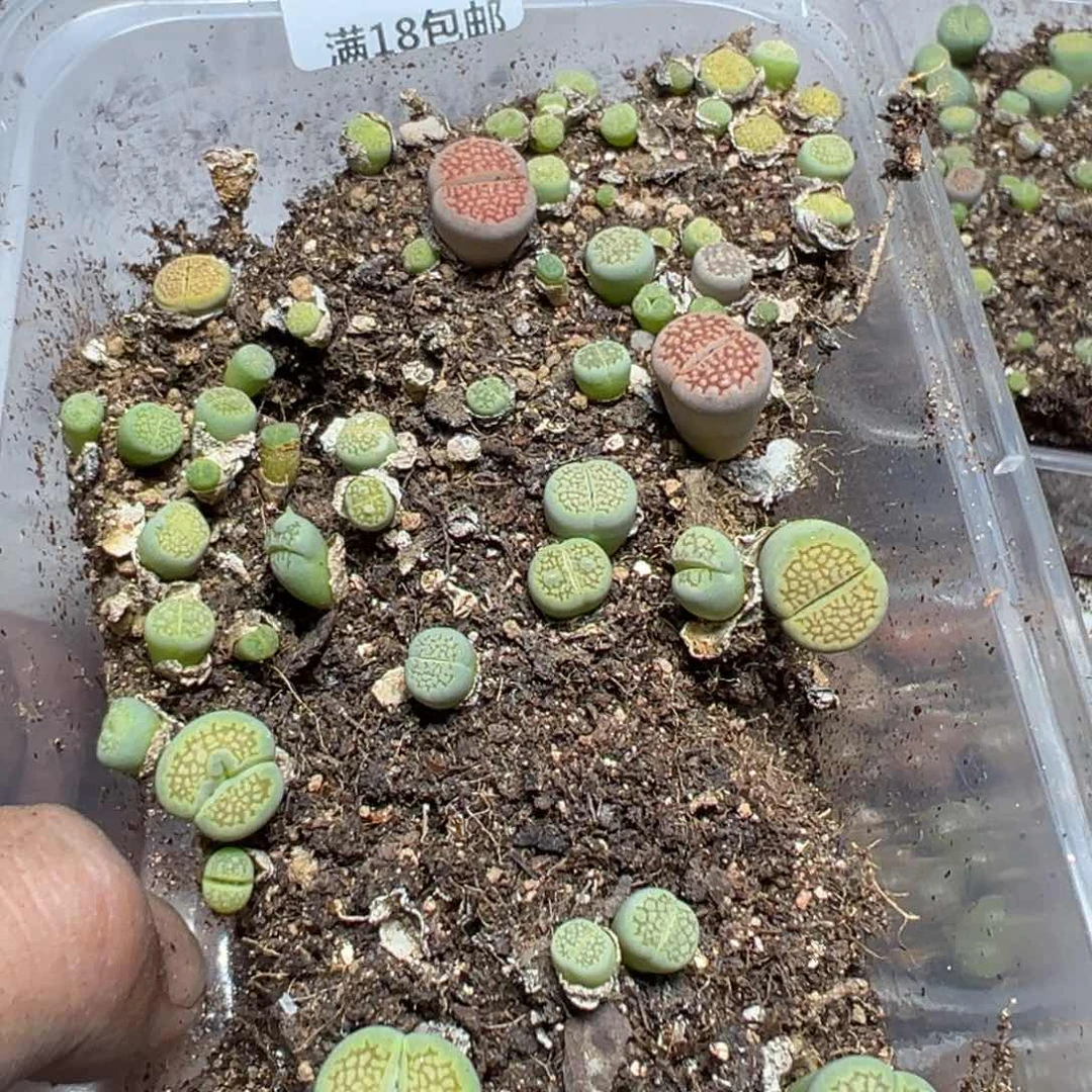 【闪购商品】 790。