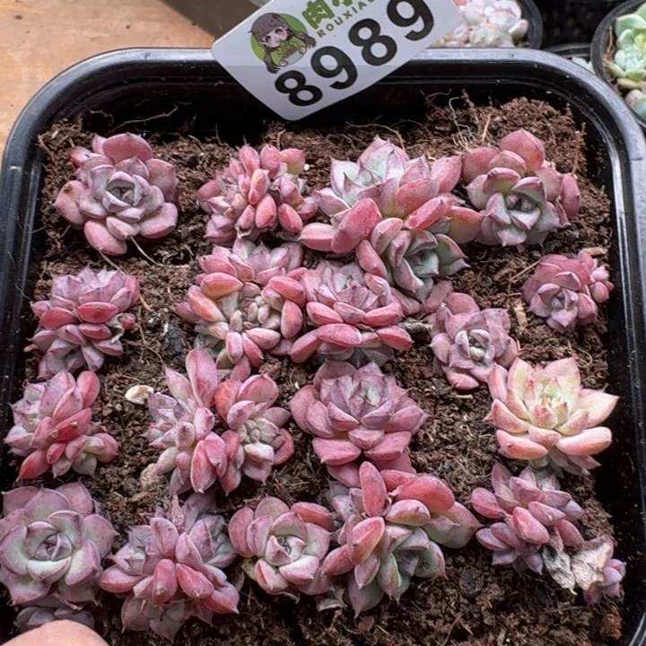 当前无花朵，栽培后可花朵多肉植物多肉植物