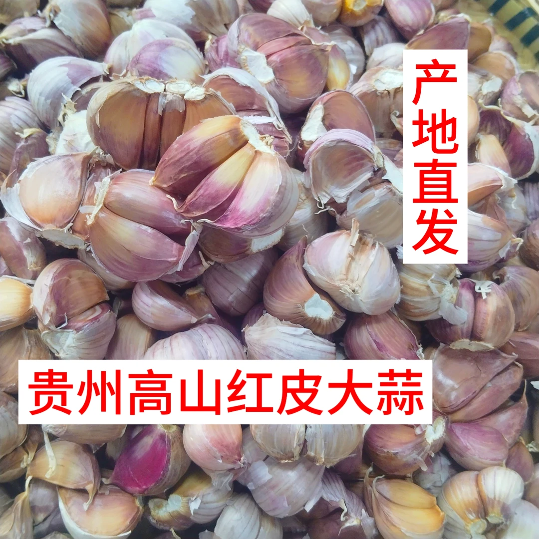 贵州高山蒜苗红皮多瓣新大蒜新鲜可腌制糖醋蒜腊八蒜包邮产地直发