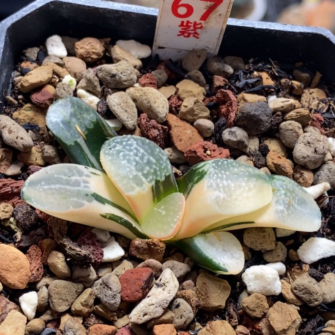 67号点点寿锦多肉