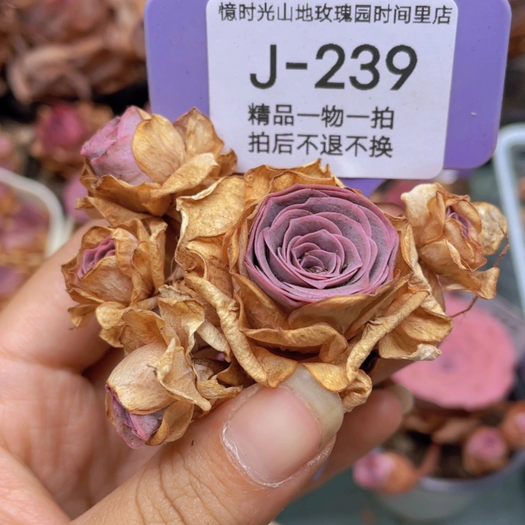 庞***贝山地玫瑰J239满38包邮裸根发货