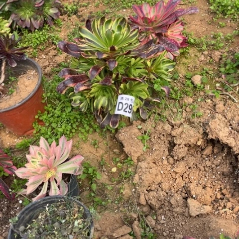 290欧嘉莉不包断枝