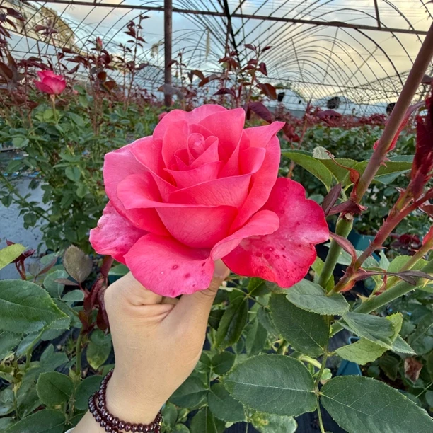 新品【粉爱】耐雨耐晒 多头切花玫瑰 1加仑根接苗 月季花盆栽