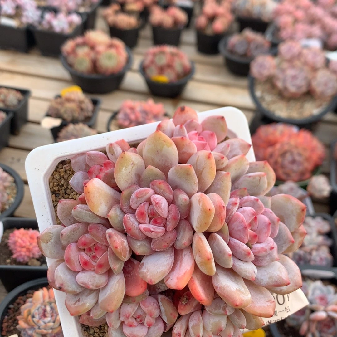 13厘米七头有砍溏心橙子 平头 5901