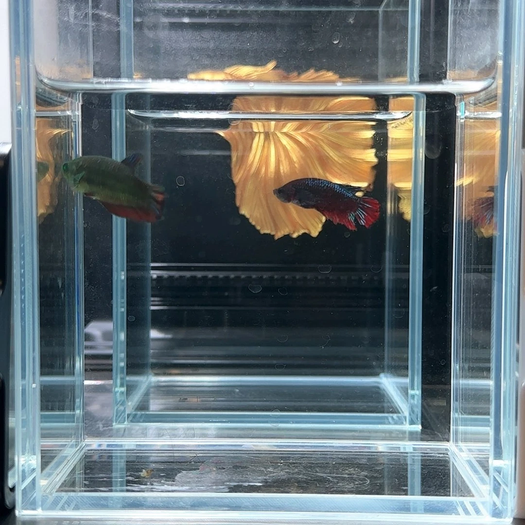 斗鱼活体观赏鱼好养耐活