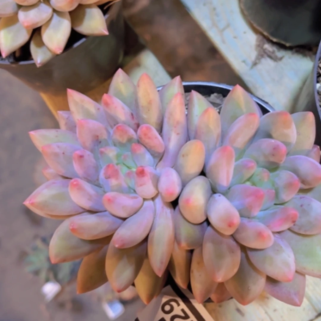 【闪购商品】水晶球29229