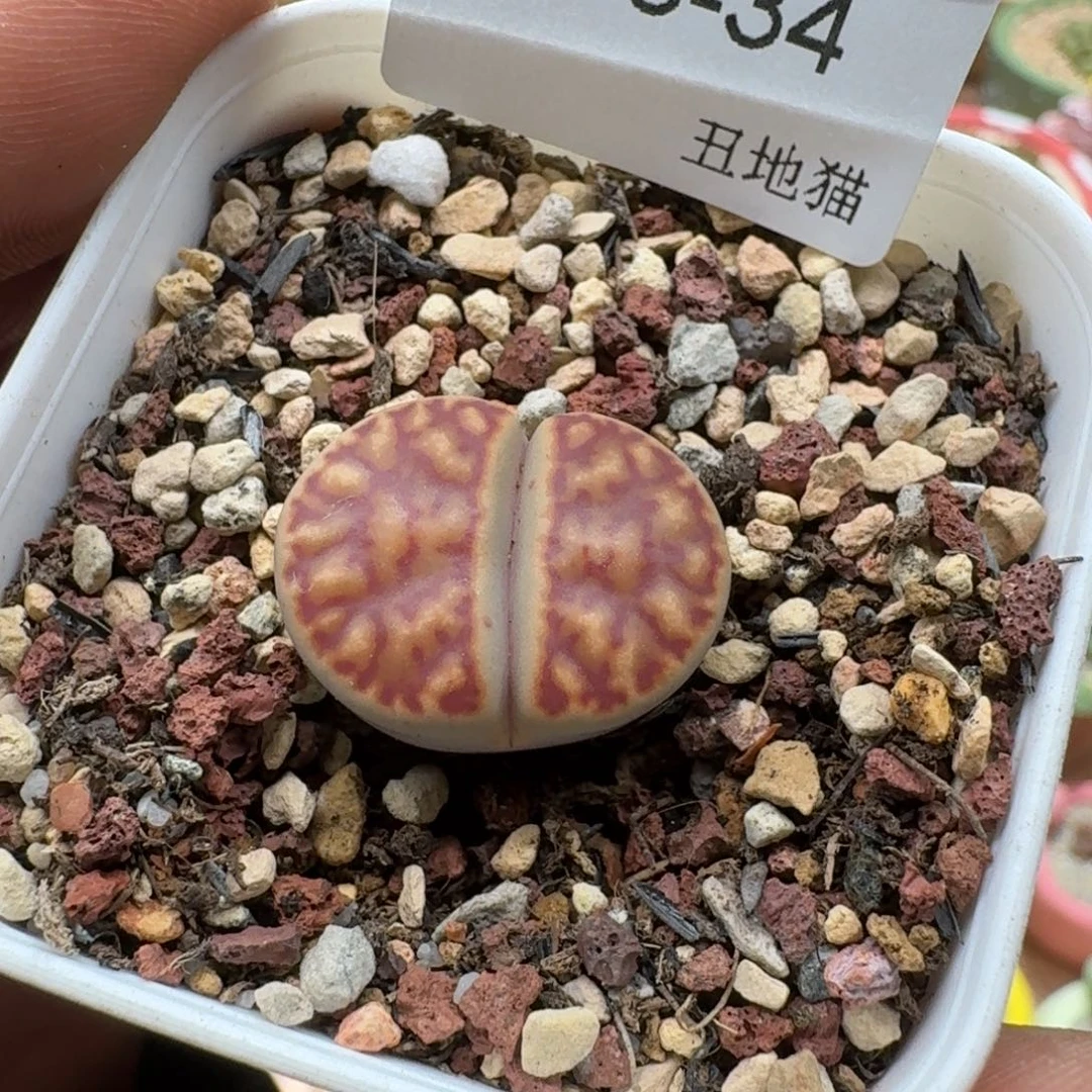 c40柘榴玉，34号柘榴玉