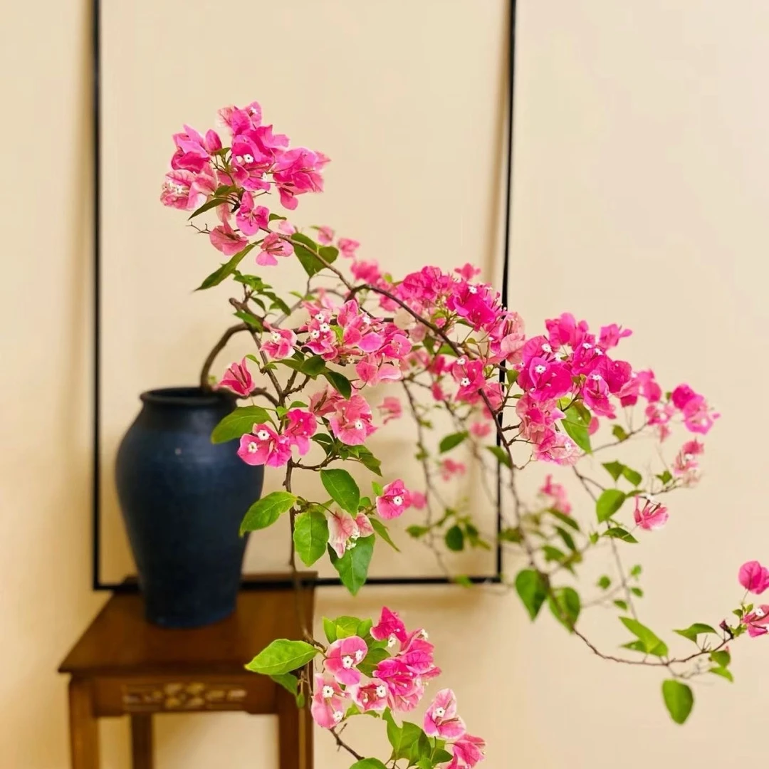 新品垂丝飘枝三角梅矮桩盆栽室内阳台庭院花卉四季开花浓香型盆景