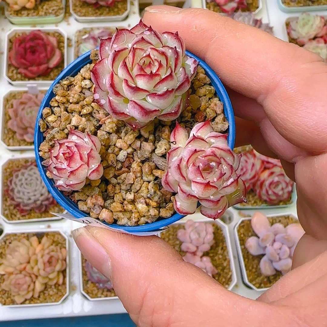 莲漪，101、仙农出品