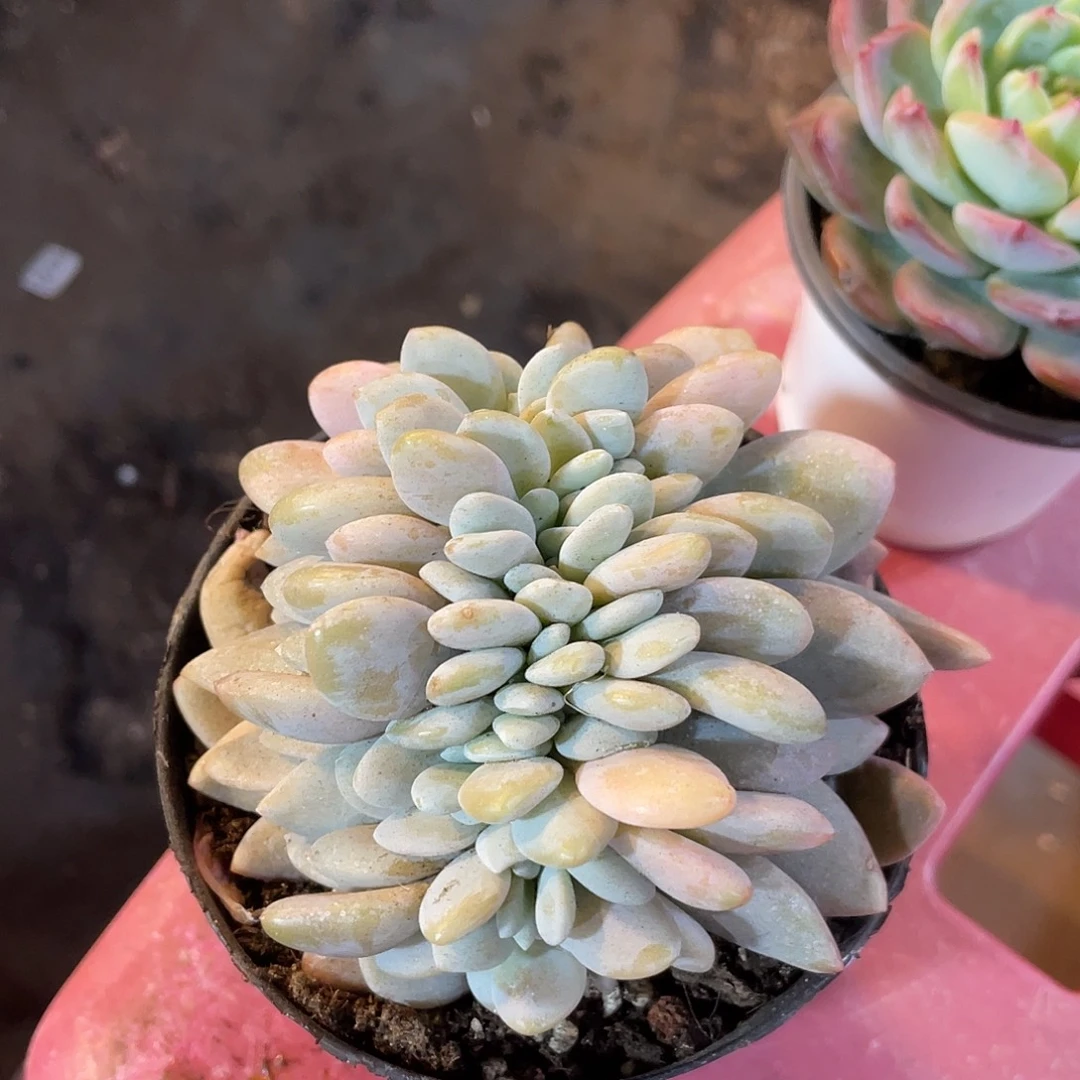 粉兔缀化满20包邮脱土发货