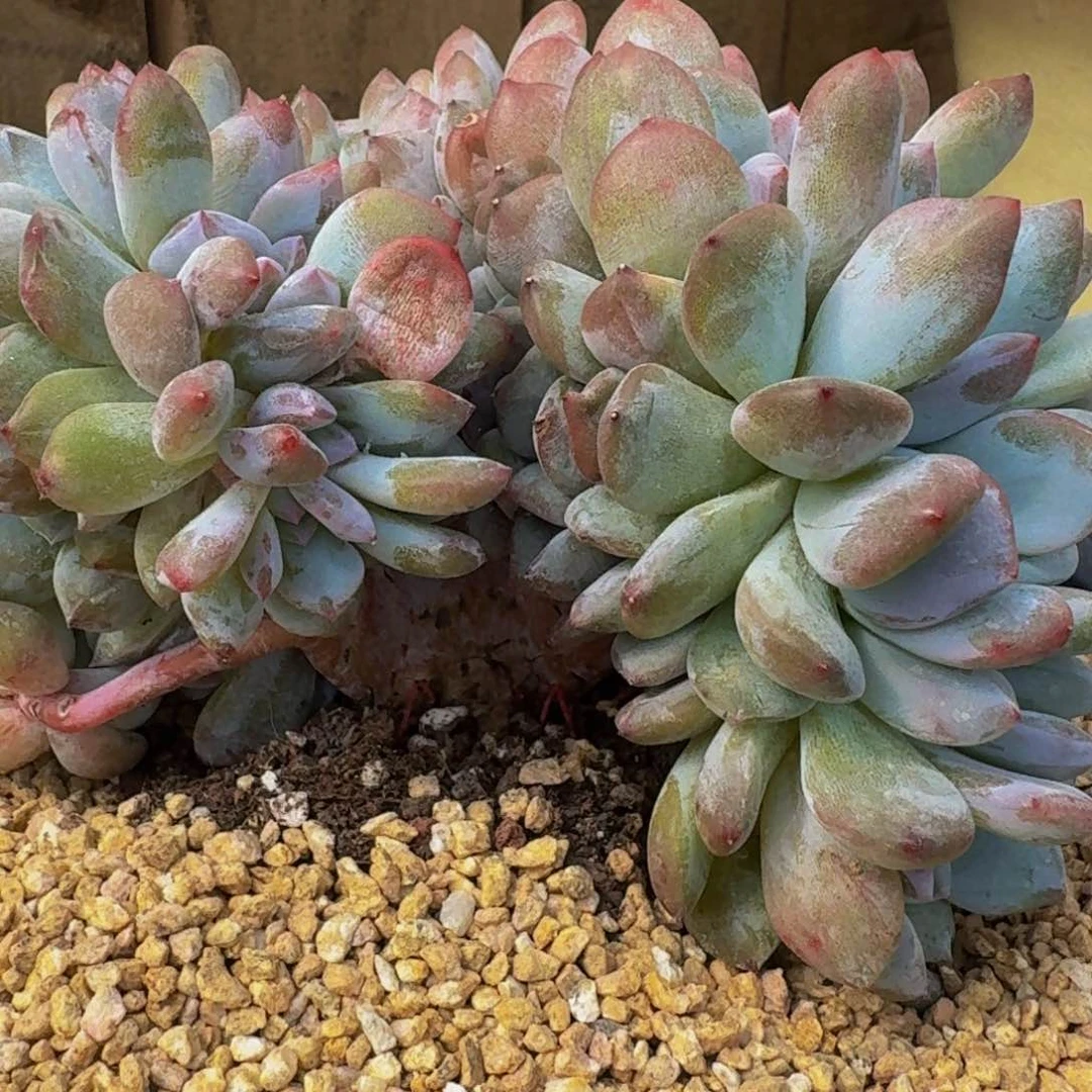 罩**住一物一拍不退不换