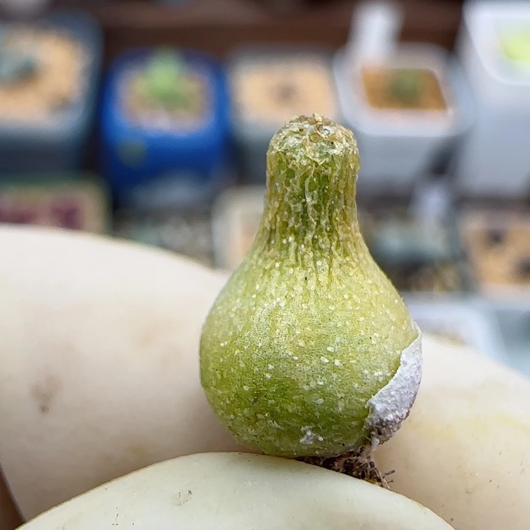 601园艺葫芦福利