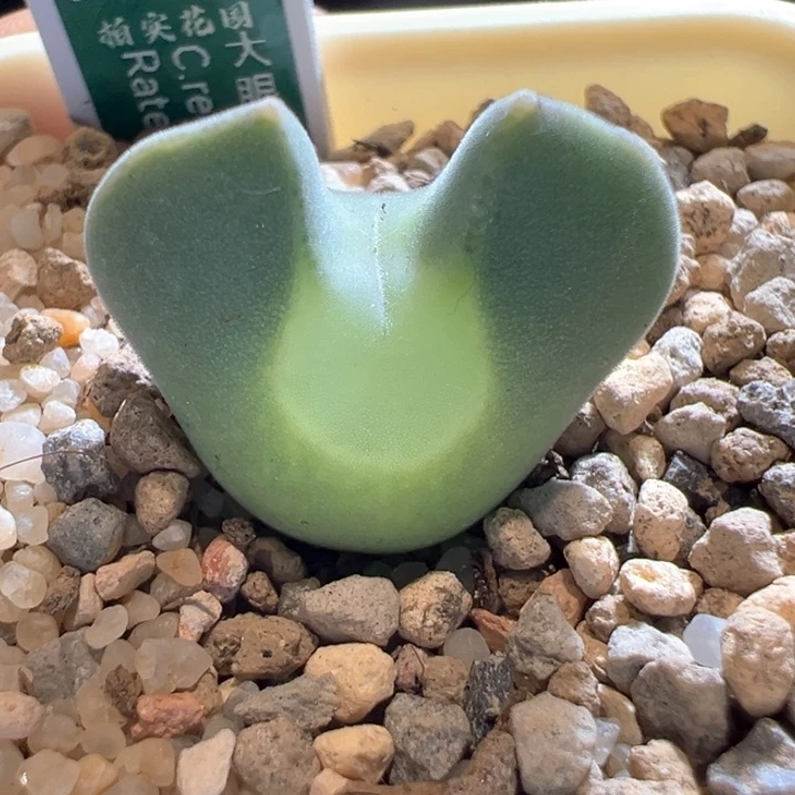 w/376。青蛙3年大大眼。    干疤福利