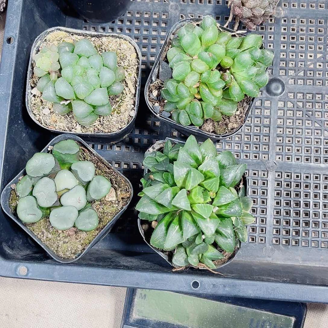 默**了万象多肉植物6666
