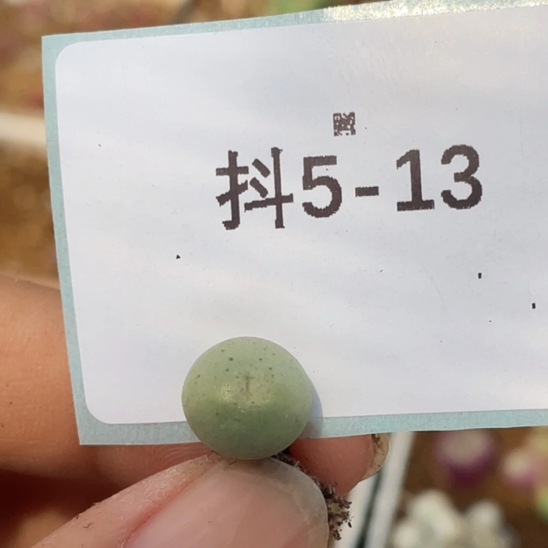 5-13大g苗多肉植物