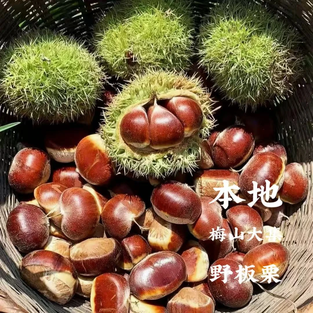【本地野板栗】湖南娄底新化农户自打山里野生板栗5斤