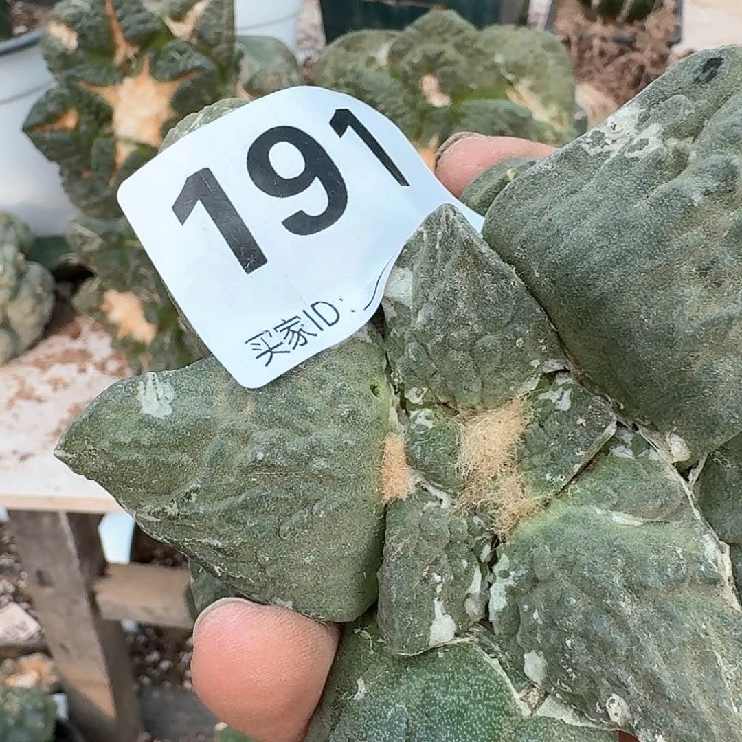 【闪购商品】无花朵刘*伟牛蛇怒191