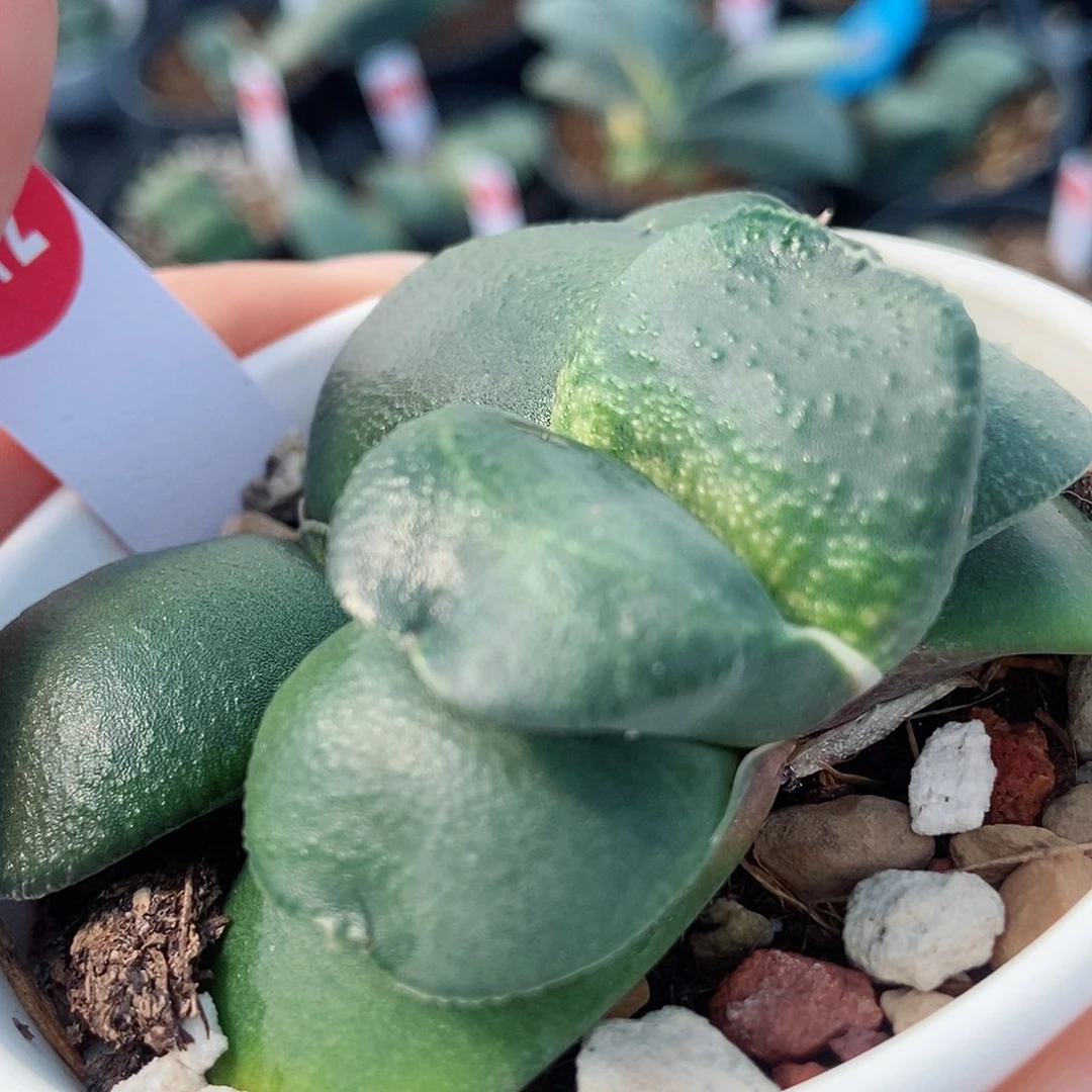 海**空612卧牛实生两个带盆发货